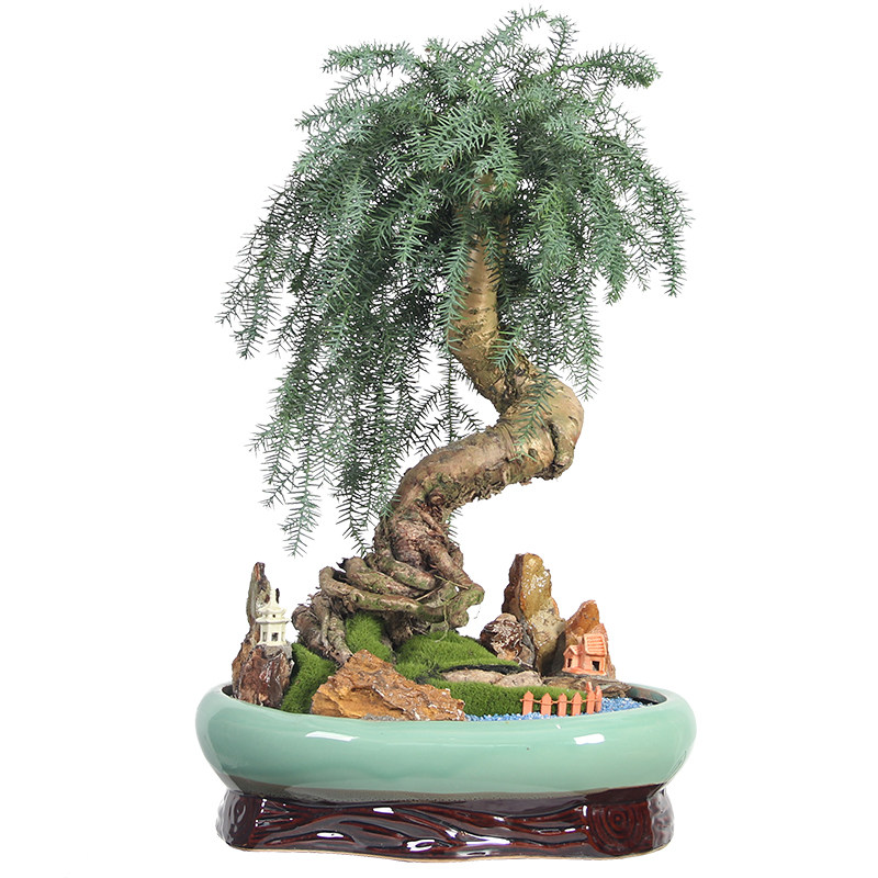 澳洲杉澳洲松精品造型盆景 带假山趣味不老松树四季长青 宁波配送