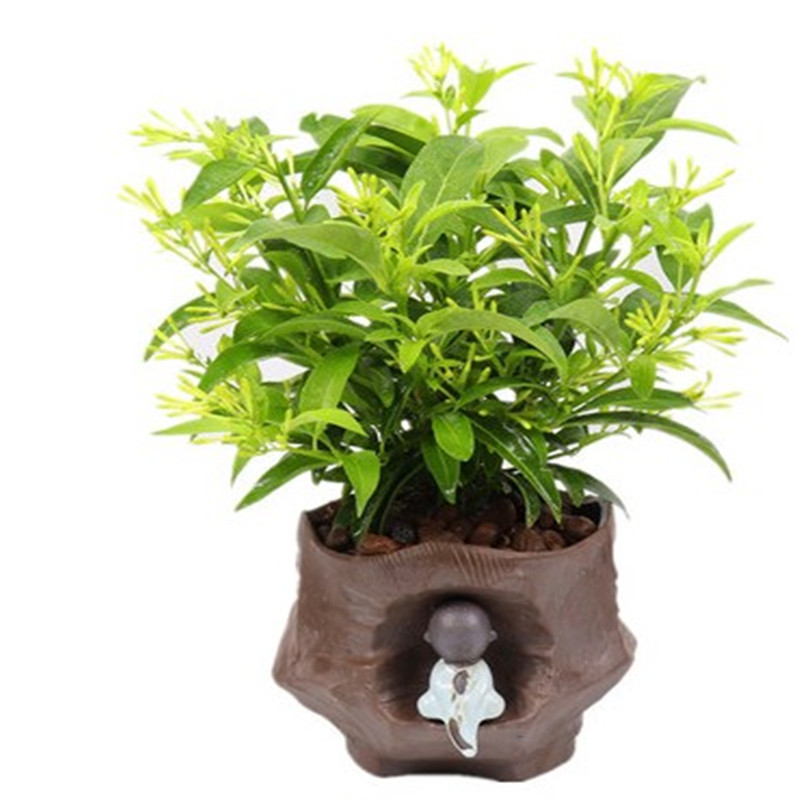夜来香盆栽树苗 阳台四季开花绿香草植物