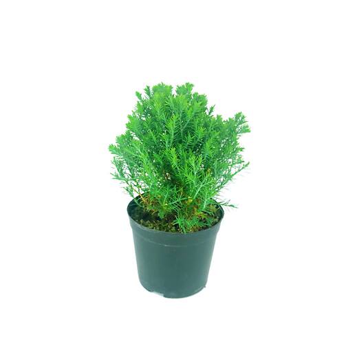 雾松盆栽雪松露水柏室外水松办公室四季常青绿植防辐射球形植物