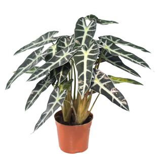 小仙女海芋 Alocasia sanderiana 室内绿植花卉盆栽 ins网红