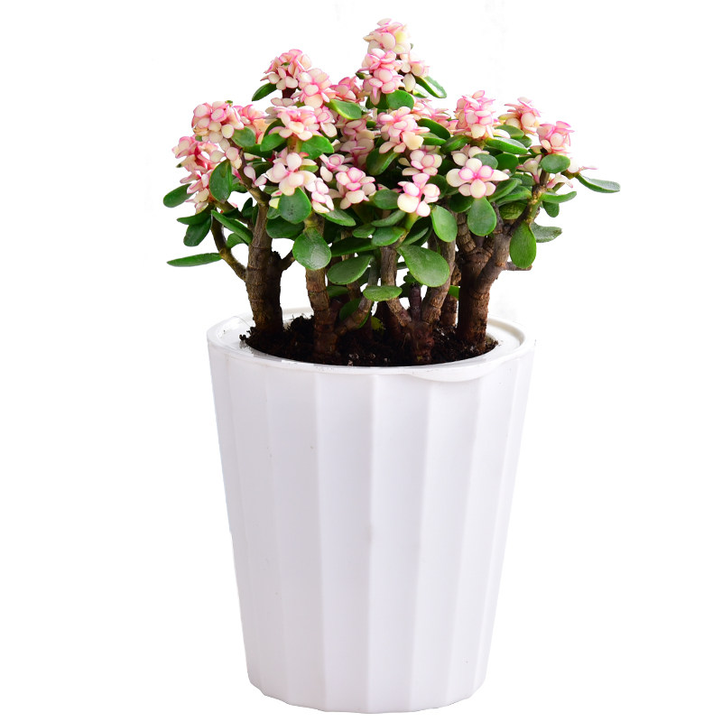 金枝玉叶四季常青多肉观花植物