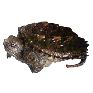 爆刺佛鳄龟佛龟苗杂佛北美鳄鱼龟活体龟宠物原种纯佛苗黄壳小鳄龟