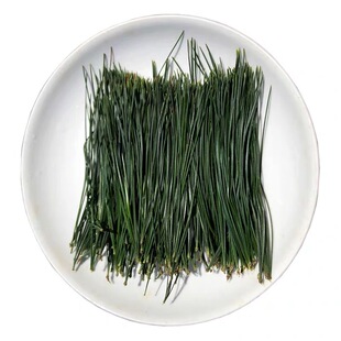 长白山新鲜松针叶东北红松针五叶松针茶做酵素老松针