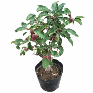 冬红果盆景海棠果树苗盆栽地栽老桩庭院阳台楼顶观赏花卉带果发货