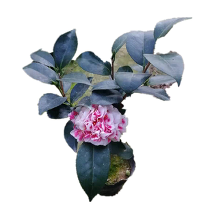 福建龙火珠茶花树苗盆栽室内观花高档绿植物庭院阳台进口耐寒花卉