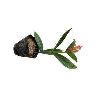 热销多年生花卉龙船花苗仙丹花百日红庭院阳台盆栽原土