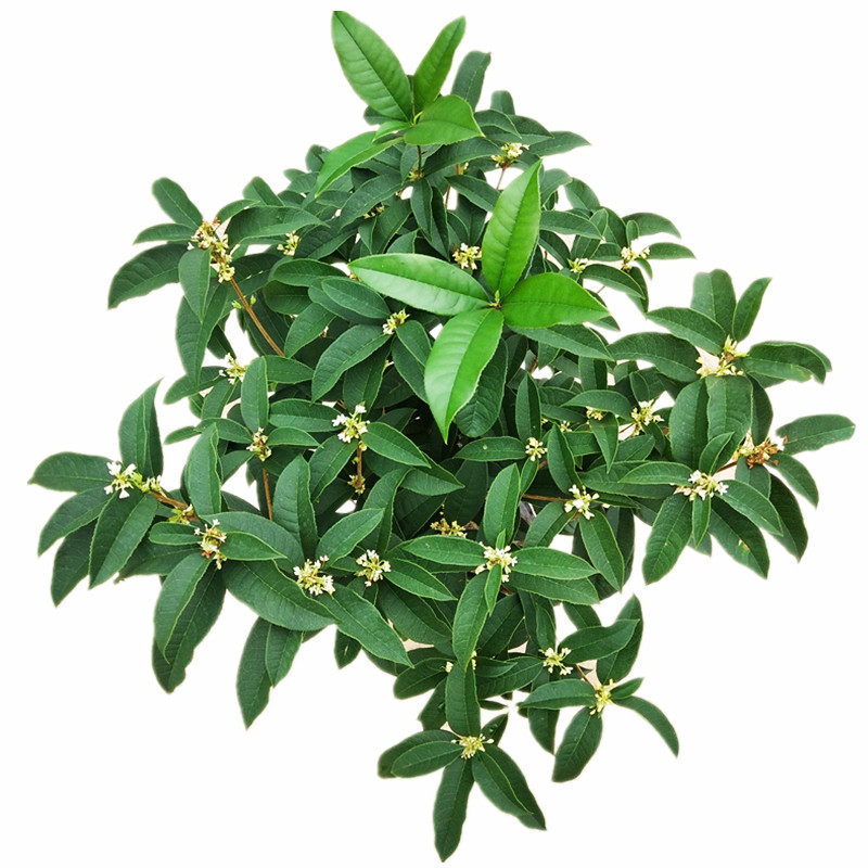 绿植福建带香味阳台庭院桂花树苗