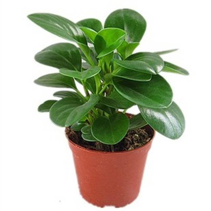 盆栽绿植花卉室内办公室植物