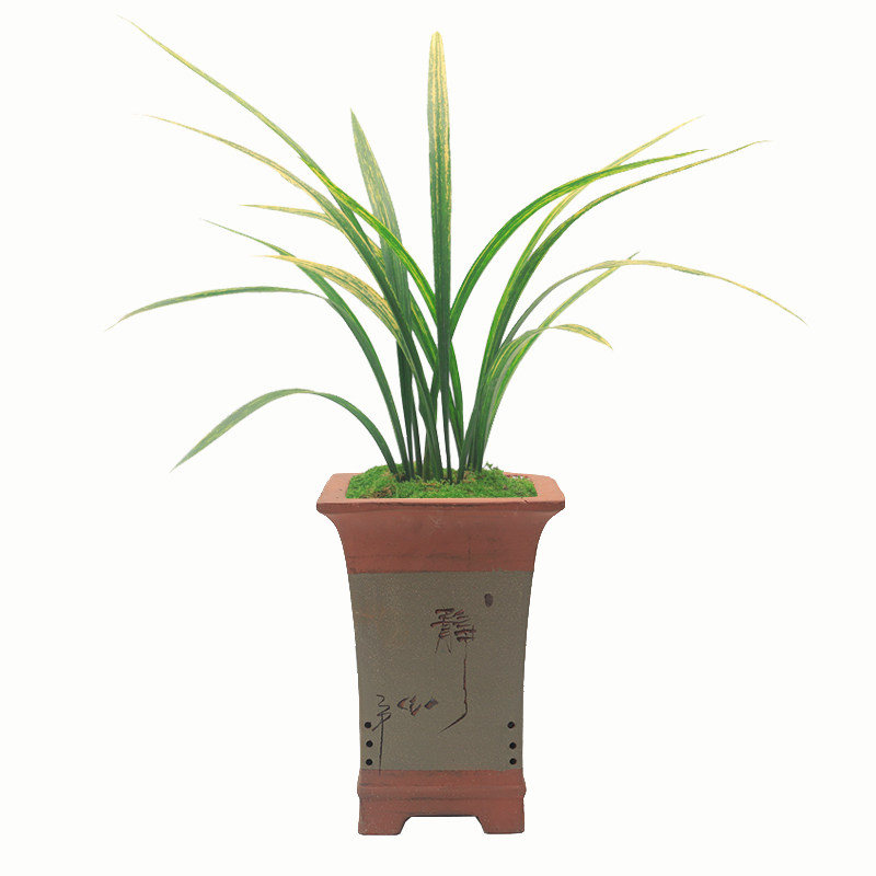 兰花苗瑞宝高端虎斑艺龙冬季墨兰