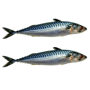 挪威青花鱼500g 鲭鱼冰鲜鲐鱼海鲜烧烤香煎水产日料食材健身海鱼