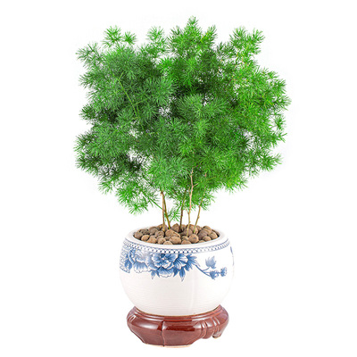 生肖猴招财四季常青蓬莱松盆栽