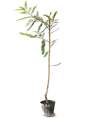 余甘早熟六月白庭院绿植盆栽果树
