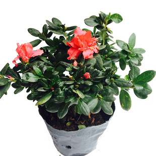 比利时杜鹃 盆栽西洋包邮多季开花植物常绿木本花卉促销直销盆景