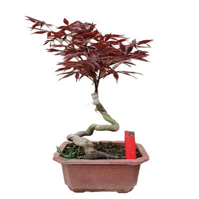 日本红枫火焰庭院盆景老桩树苗