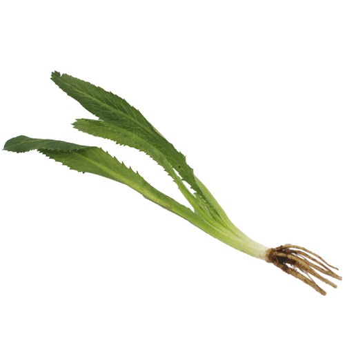 新鲜芫茜刺芹250g 食用泰国香菜 元西 假芫荽 鹅蒂鹅帝 刺欧芹