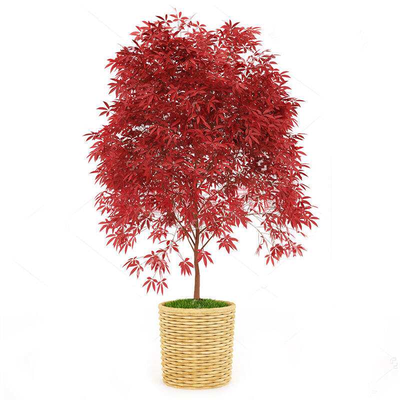 庭院绿植花卉日本红枫树苗美国红枫树苗盆栽红叶植物红枫小苗秋冬