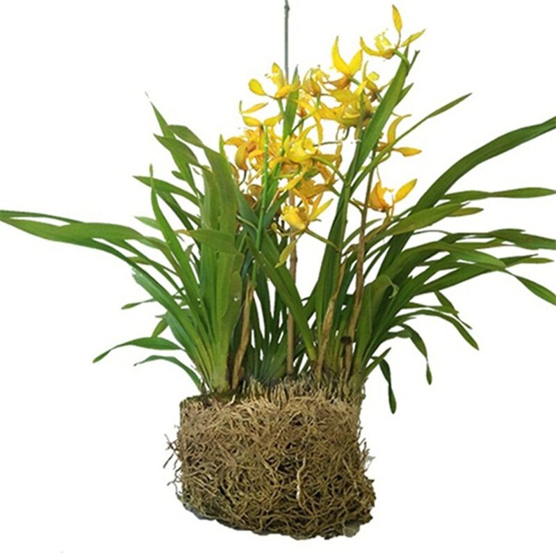 大花惠兰虎头兰庭院浓香兰花