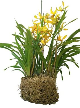大花惠兰虎头兰庭院浓香兰花