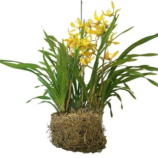 西藏虎头兰大花惠兰兰花苗不带花苞名贵兰花盆栽浓香云南原生兰花