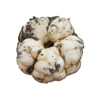 湖南省龙山新鲜百合现挖食用特产级生白湘西卷丹大果5斤包邮微苦