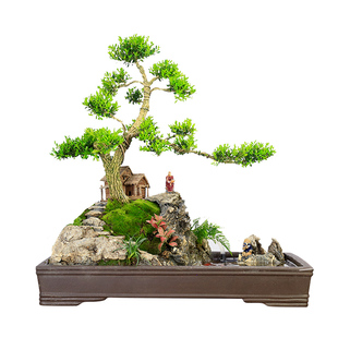 雀舌皱皮黄杨盆景植物大型老桩室内客厅假山造型树桩庭院绿植盆栽