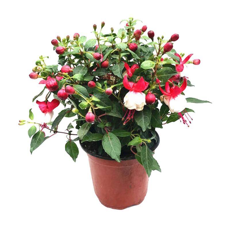 倒挂金钟盆栽灯笼花苗吊兰吊钟海棠灯笼海棠大苗当年开花多季种植