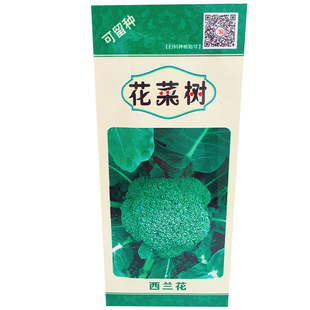 西兰花籽四季播蔬菜种农家绿花菜菜苗可四季阳台盆栽青菜子籽大全