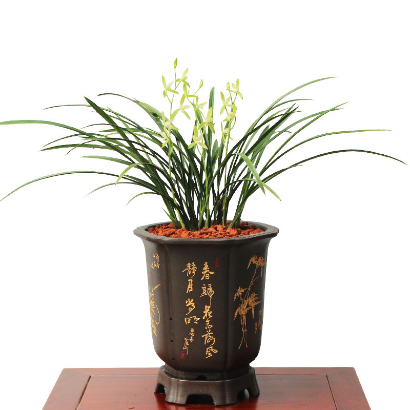 四季清香型金边兰花苗