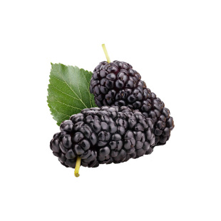 花园鳗大津杜鹃日本杂交石楠杜鹃耐寒常绿花卉庭院阳台灌木盆栽苗