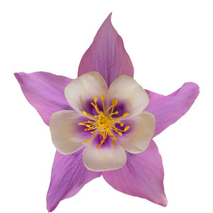重瓣开花多年生室外庭院耧斗菜