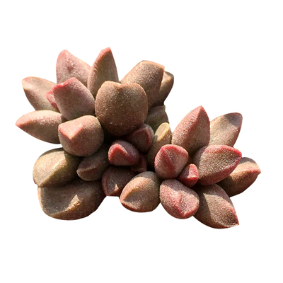 蛋糕多肉一物一拍叶插苗