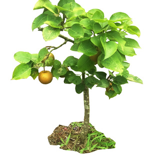 梨树树苗嫁接苗风水梨苗水果丰水梨果树四川苗木黄金梨庭院栽植