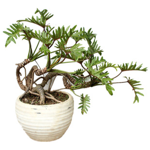 小天使龙鳞杆仙羽蔓绿绒常绿植物水培盆栽花卉盆景好养阳台除甲醛