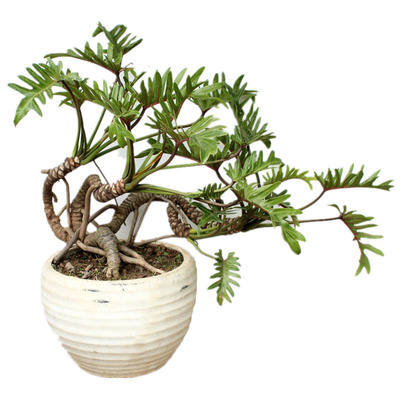 小天使仙羽常绿植物除甲醛龙鳞