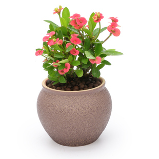 虎刺梅铁海棠盆栽阳台客厅花盆景海棠花四季开花绿植花卉带花植物