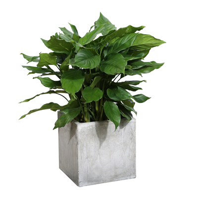 万年青盆栽室内客厅绿植植物绿化