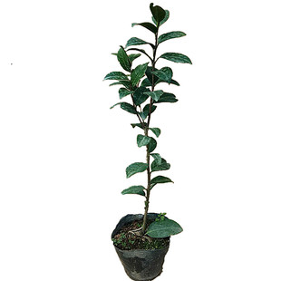 福建龙岩精品超值依莎安妮盆栽茶苗庭院阳台楼顶绿植净化空气包邮