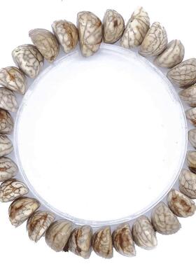 半圆天然菩提子手串文玩佛珠