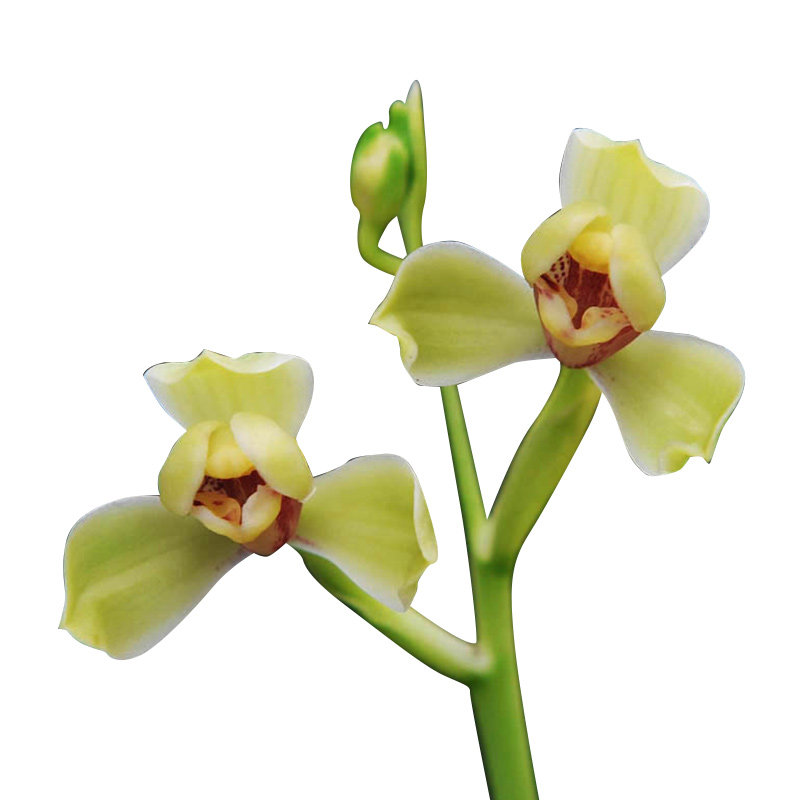 精品建兰四季兰花苗 夏皇梅 梅瓣浓香现带花苞好养办公室内花卉绿