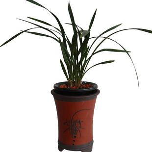 刘阁兰花 现带花苞出售 九仙牡丹 精品春兰花苗好养花卉绿植盆栽