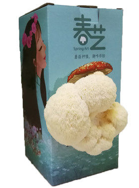 春艺猴头菇菌包种蘑菇家庭学校