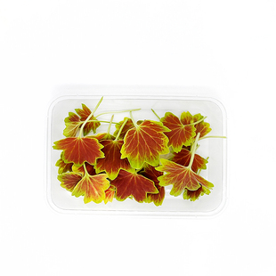 天竺叶 新鲜 天竺葵叶非枫叶南天竹 温哥华枫叶西餐摆盘装饰花草