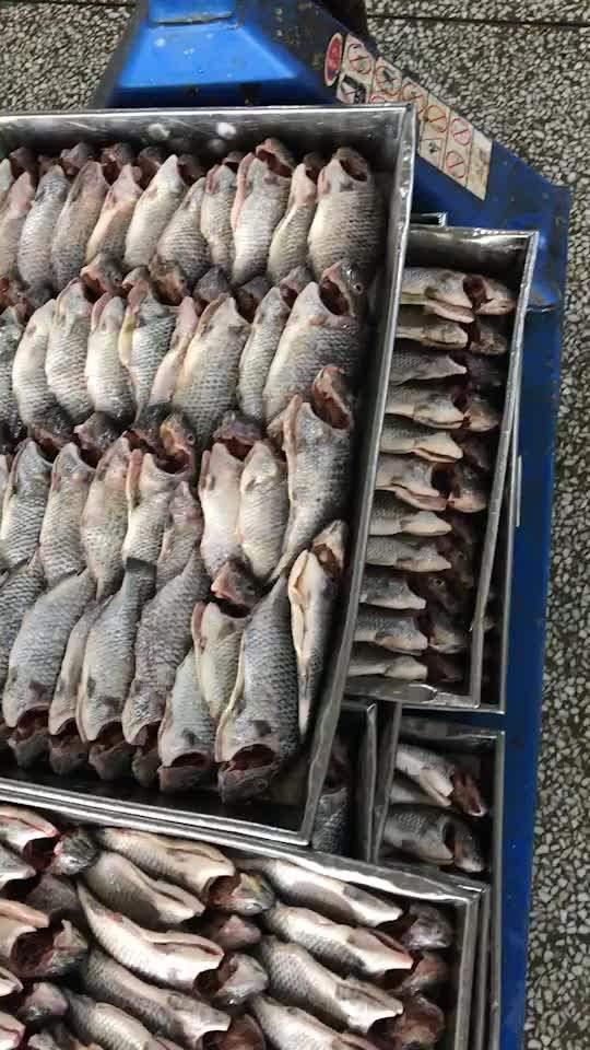 Farm Raised Fish Origin China Frozen Tilapia Fish Whole Round Gutted