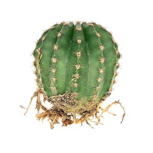 席克氏彩草36 魅力 Enchantment