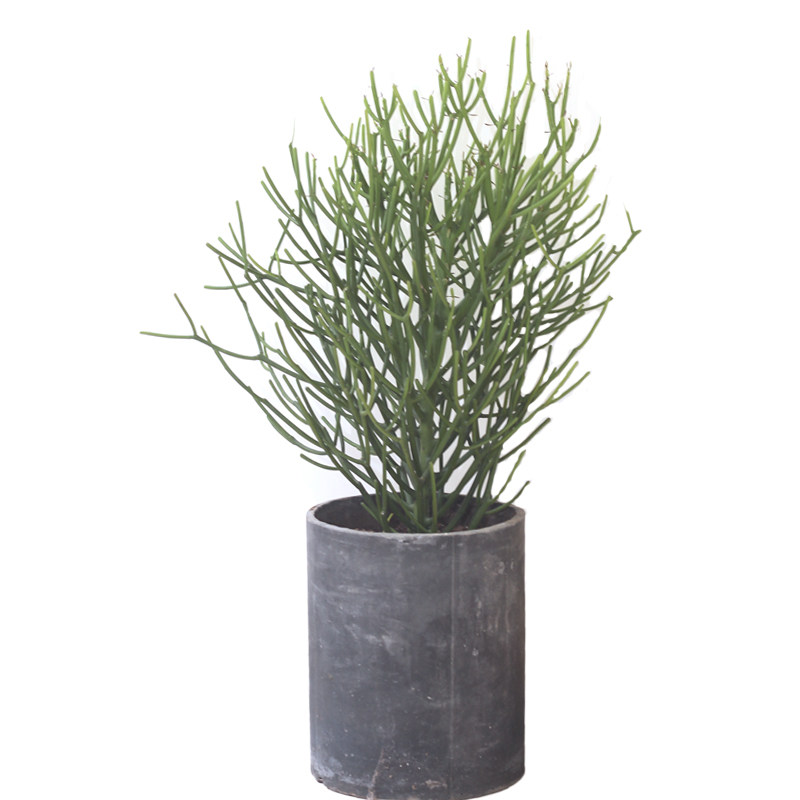 绿植盆栽园林景观多肉植物