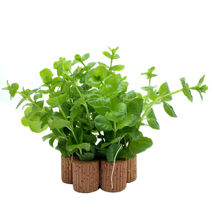 红绿波绿菊蜈蚣草罗贝力活体水草真草红色绿色植物水族箱鱼缸装饰