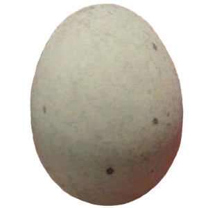 松花蛋皮蛋溏心鸭蛋高邮特产