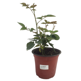 海蒂的花园自由精神奥斯汀月季爬拱门浓香包子长势强健花卉盆栽苗