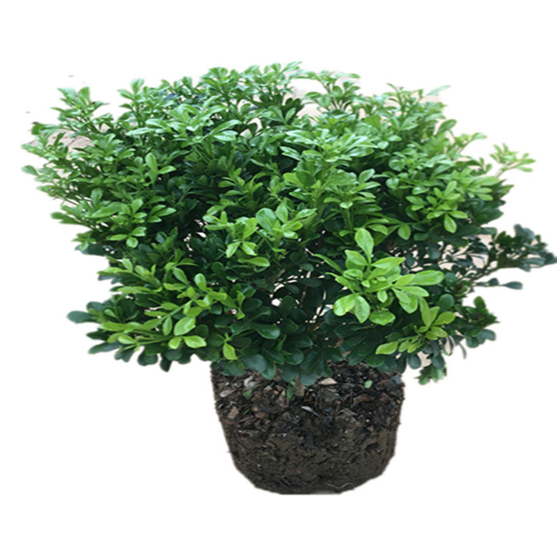 四季常青庭院浓香型开花植物包邮