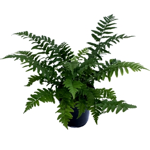 博众农业喜阴耐寒蕨 花园庭院宿根盆栽植物  荚果蕨  东京木蕨